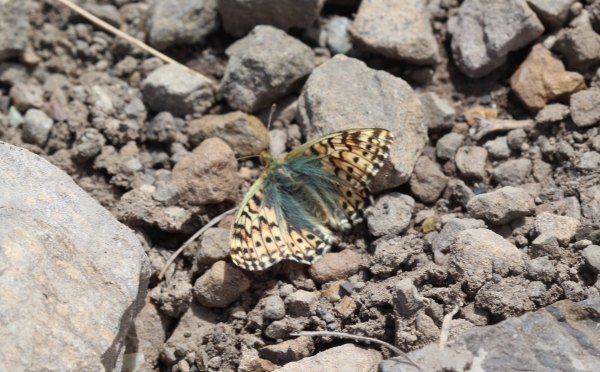 Photo of Boloria alaskensis by Rosemary Jorna